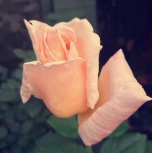 Meet your Posher, Precious